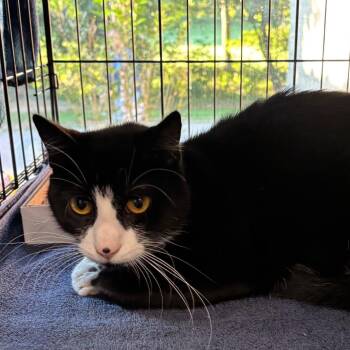 Mr. Business -  Domestic Short Hair Cat for Adoption in Allentown, Pennsylvania - Mr. Business | PetCurious