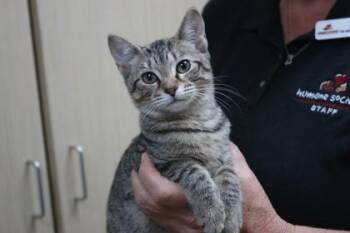 Winnifred -  Domestic Short Hair Cat for Adoption in Brunswick, Georgia - Winnifred | PetCurious