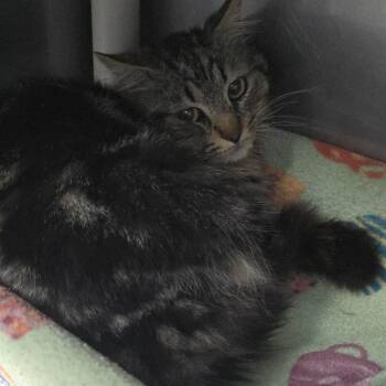 Domestic Medium Hair Cats Available for Adoption in Yanceyville, North Carolina - Greer 26-0268 | PetCurious