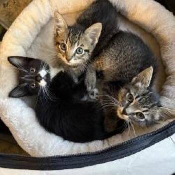 Thorn -  Domestic Short Hair Cat for Adoption in West Palm Beach, Florida - Thorn | PetCurious