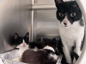A1978166 -  Domestic Short Hair Cat for Adoption in Tustin, California - A1978166 | PetCurious