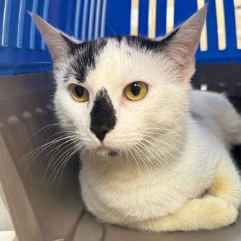 Domestic Short Hair Cats Available for Adoption in Birmingham, Alabama - Gizmo | PetCurious