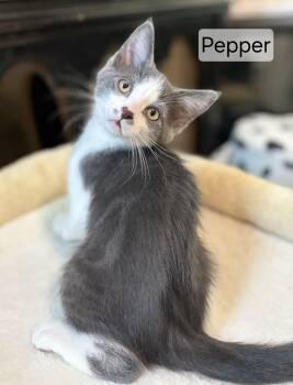 Pepper -  Domestic Medium Hair Cat for Adoption in Aurora, Nebraska - Pepper | PetCurious