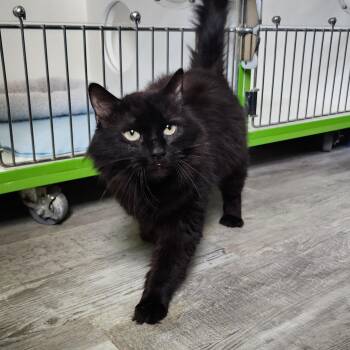 Ladybug -  Domestic Medium Hair Cat for Adoption in Ely, Minnesota - Ladybug | PetCurious