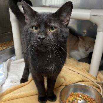 Burnt Toast -  Domestic Short Hair Cat for Adoption in Roanoke, Virginia - Burnt Toast | PetCurious