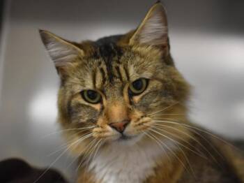Domestic Long Hair Cats Available for Adoption in Portland, Oregon - Billy | PetCurious