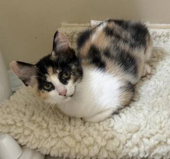 Sassy -  Domestic Medium Hair Cat for Adoption in Albuquerque, New Mexico - Sassy | PetCurious