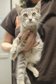 Fanta -  Domestic Short Hair Cat for Adoption in Dickson, Tennessee - Fanta | PetCurious