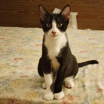 Domestic Short Hair Cats Available for Adoption - Virgil | PetCurious