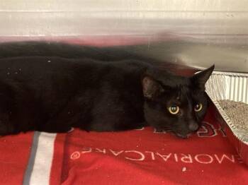HEART -  Domestic Short Hair Cat for Adoption in Tustin, California - HEART | PetCurious