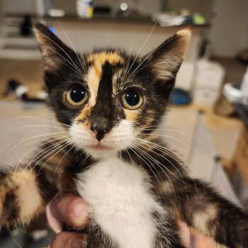 Rescue Domestic Short Hair Cats for Adoption in Smyrna, Georgia - Monica And Phoebe | PetCurious