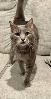 Pika -  Domestic Short Hair Cat for Adoption in Wheaton, Illinois - Pika | PetCurious