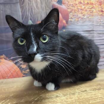 BB -  Domestic Short Hair Cat for Adoption in Normal, Illinois - BB | PetCurious