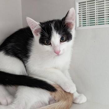 Chiquitito -  Domestic Short Hair Cat for Adoption in Redwood City, California - Chiquitito | PetCurious