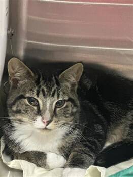 Fish -  Domestic Short Hair Cat for Adoption in West Chester, Pennsylvania - Fish | PetCurious