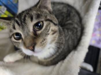 Lacey -  Domestic Short Hair Cat for Adoption in Allison Park, Pennsylvania - Lacey | PetCurious