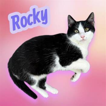 Domestic Short Hair Cats Available for Adoption - ROCKY | PetCurious