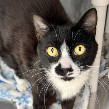 Lily -  Domestic Short Hair and Tuxedo Cat for Adoption in Winchendon, Massachusetts - Lily | PetCurious