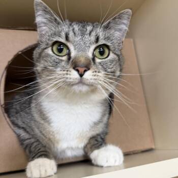 Elly -  Domestic Short Hair Cat for Adoption in Idaho Falls, Idaho - Elly | PetCurious