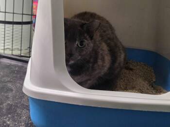 Domestic Short Hair Cats Available for Adoption in Oviedo, Florida - Super Mom | PetCurious