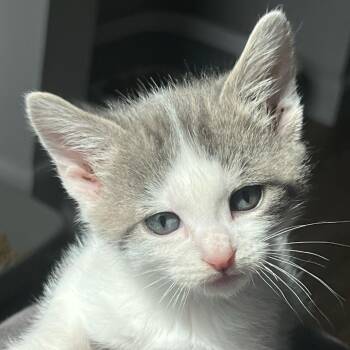 Max -  Domestic Short Hair Cat for Adoption in Fort Smith, Arkansas - Max | PetCurious