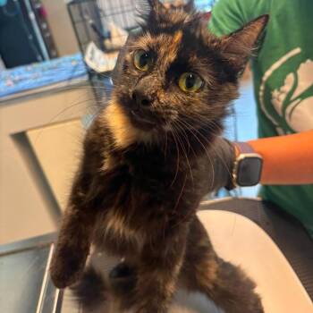 Kendra -  Domestic Medium Hair Cat for Adoption in Huntington, West Virginia - Kendra | PetCurious
