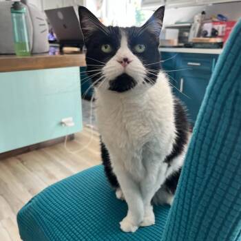 Rescue Domestic Short Hair Cats for Adoption in Lemont, Illinois - Bella | PetCurious