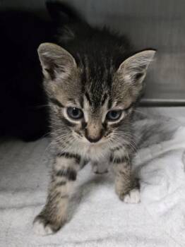 Pluto -  Domestic Short Hair Cat for Adoption in Gainesville, Florida - Pluto | PetCurious