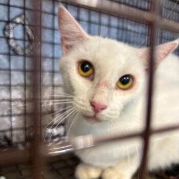 China -  Domestic Short Hair Cat for Adoption in Montgomery, Alabama - China | PetCurious
