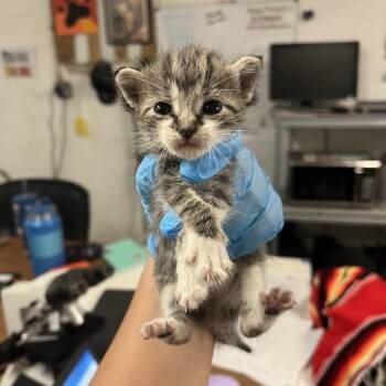 Winnie W3 -  Domestic Short Hair Cat for Adoption in Edinburg, Texas - Winnie W3 | PetCurious