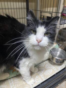 Rescue Tuxedo Cats for Adoption in New Richmond, Wisconsin - Ashlin | PetCurious