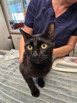 Helen -  Domestic Short Hair Cat for Adoption in Vancouver, Washington - Helen | PetCurious