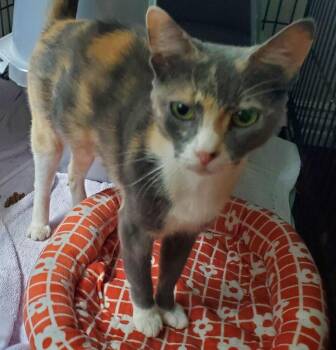 Persephone NC -  Domestic Short Hair Cat for Adoption in Dallas, Texas - Persephone NC | PetCurious