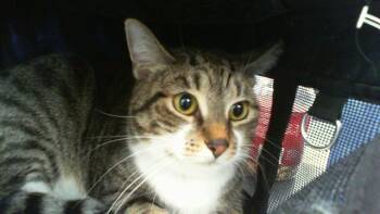 LOLA -  Domestic Short Hair Cat Available for Adoption in Charlotte, North Carolina - LOLA | PetCurious