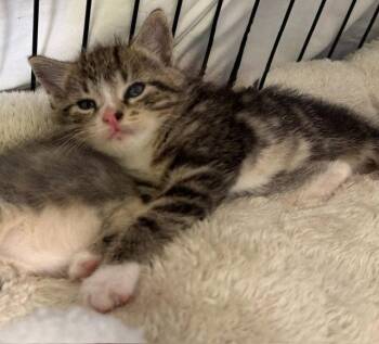 Vettel -  Tabby Cat for Adoption in Ellijay, Georgia - Vettel | PetCurious
