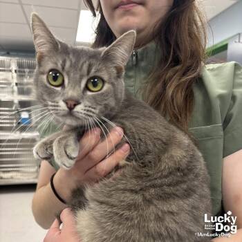 Domestic Short Hair Cats Available for Adoption - Betty | PetCurious