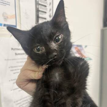Black Swan -  Domestic Short Hair Cat for Adoption in Charleston, West Virginia - Black Swan | PetCurious