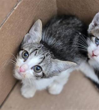 SUNSHINE -  Domestic Short Hair Cat for Adoption in Dallas, Texas - SUNSHINE | PetCurious