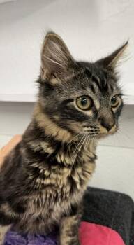 Woody -  Domestic Short Hair Cat for Adoption in Venice, Florida - Woody | PetCurious