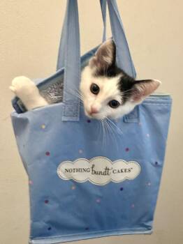 Wilson -  Tuxedo Cat for Adoption in Woodinville, Washington - Wilson | PetCurious