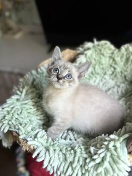 Dale (bottle baby) WATCH VIDEO -  Siamese Cat for Adoption in Port Orange, Florida - Dale (bottle Baby) WATCH VIDEO | PetCurious