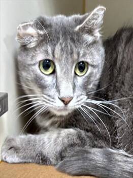 Domestic Short Hair Cats Available for Adoption - PEBBLES | PetCurious