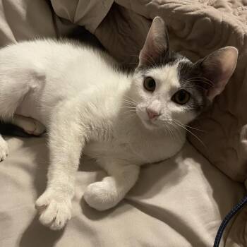 Holly Berry -  Domestic Short Hair Cat for Adoption in Bentonville, Arkansas - Holly Berry | PetCurious