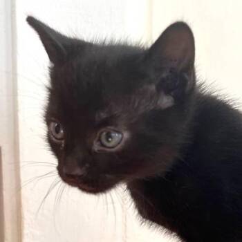 American Shorthair Cats Available for Adoption - Velvet | PetCurious