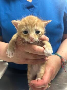 Poppy -  Domestic Short Hair Cat for Adoption in Trenton, New Jersey - Poppy | PetCurious