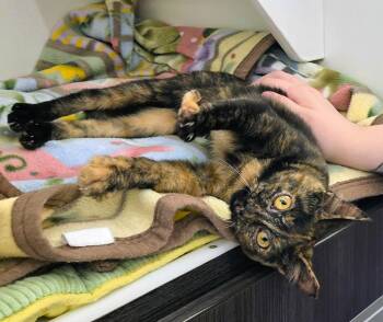 Peaches -  Tortoiseshell Cat for Adoption in New Albany, Ohio - Peaches | PetCurious