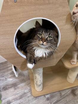 Burr -  Domestic Long Hair Cat Available for Adoption in Greensburg, Pennsylvania - Burr | PetCurious