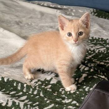 Sage in Stevensville, MD -  Domestic Short Hair Cat for Adoption - Sage In Stevensville, MD | PetCurious