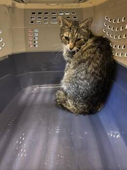 A122423 -  Domestic Short Hair Cat for Adoption in West Valley City, Utah - A122423 | PetCurious