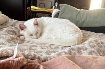 Sugar -  Domestic Short Hair Cat Available for Adoption in Kalamazoo, Michigan - Sugar | PetCurious